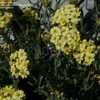 Thumbnail #5 of Achillea tomentosa by DaylilySLP