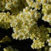 Thumbnail #1 of Achillea tomentosa by growin