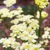 Thumbnail #3 of Achillea tomentosa by DebinSC