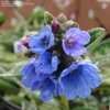 Thumbnail #3 of Pulmonaria longifolia by kniphofia