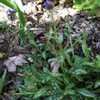 Thumbnail #4 of Pulmonaria longifolia by jackberg