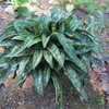 Thumbnail #5 of Pulmonaria longifolia by greenthumb99