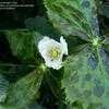 Thumbnail #4 of Podophyllum hexandrum by bootandall