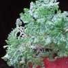 Thumbnail #4 of Selaginella kraussiana by Zaragoza