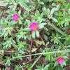 Thumbnail #5 of Portulaca pilosa by Farmerdill