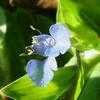 Thumbnail #2 of Commelina diffusa by Floridian