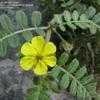 Thumbnail #4 of Tribulus cistoides by Todd_Boland