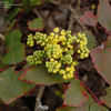 Thumbnail #5 of Mahonia repens by growin