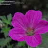 Thumbnail #1 of Geranium x riversleaianum by OwlCreekGarden