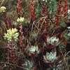 Thumbnail #2 of Dudleya farinosa by kennedyh