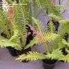 Thumbnail #2 of Blechnum brasiliense by palmbob