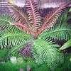 Thumbnail #3 of Blechnum brasiliense by palmbob