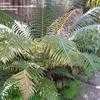 Thumbnail #4 of Blechnum brasiliense by palmbob