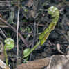 Thumbnail #4 of Blechnum penna-marina subsp. alpina by Cretaceous