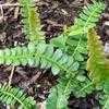 Thumbnail #3 of Blechnum penna-marina subsp. alpina by Equilibrium