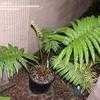 Thumbnail #2 of Sadleria cyatheoides by palmbob