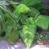 Thumbnail #1 of Sadleria cyatheoides by palmbob