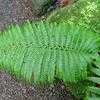 Thumbnail #3 of Sadleria cyatheoides by PotEmUp