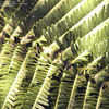 Thumbnail #5 of Sadleria cyatheoides by Cretaceous