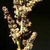 Thumbnail #5 of Chenopodium album by melody