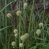 Thumbnail #2 of Eryngium yuccifolium by Badseed