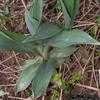 Thumbnail #4 of Eryngium yuccifolium by Badseed