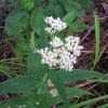 Thumbnail #1 of Eupatorium perfoliatum by poppysue