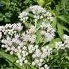 Thumbnail #5 of Eupatorium perfoliatum by Equilibrium