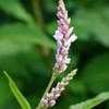 Thumbnail #2 of Persicaria pensylvanica by melody