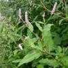 Thumbnail #4 of Persicaria pensylvanica by melody