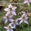 Thumbnail #5 of Nigella sativa by LilyLover_UT