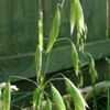 Thumbnail #2 of Avena sativa by kniphofia