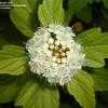 Thumbnail #3 of Physocarpus opulifolius by bootandall