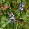 Thumbnail #3 of Verbena officinalis by trois