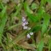 Thumbnail #2 of Verbena officinalis by Floridian