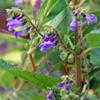 Thumbnail #2 of Scutellaria lateriflora by mgarr