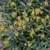 Thumbnail #2 of Isatis tinctoria by htop