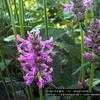 Thumbnail #2 of Stachys officinalis by poppysue