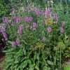 Thumbnail #1 of Stachys officinalis by poppysue