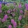 Thumbnail #3 of Stachys officinalis by poppysue