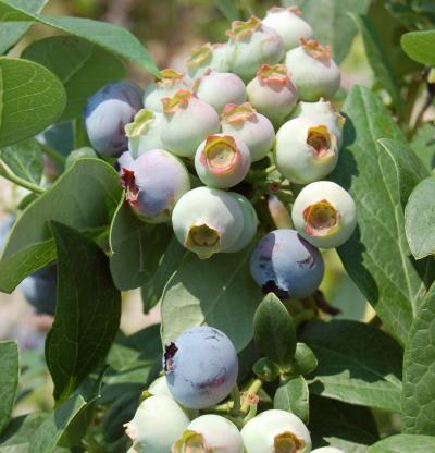 Blue Suede Southern Highbush Blueberry