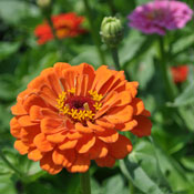 Easy-to-grow zinnias