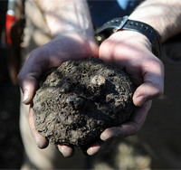 Begonia tuber