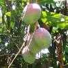 Thumbnail #1 of Mangifera indica by IslandJim