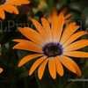 Thumbnail #3 of Osteospermum  by DaylilySLP