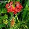 Thumbnail #1 of Hibiscus schizopetalus by trois