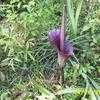 Thumbnail #2 of Amorphophallus konjac by busybee