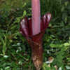 Thumbnail #3 of Amorphophallus konjac by C_Mydas