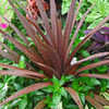 Thumbnail #4 of Cordyline australis by KatG