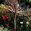 Thumbnail #1 of Cordyline australis by Happenstance